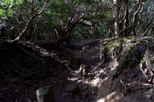 ぐねぐねと曲がった低木が生い茂る天城山登山道の写真