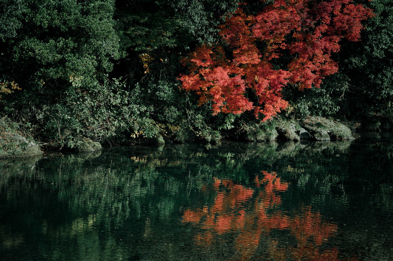 「水面に映る紅葉」の写真