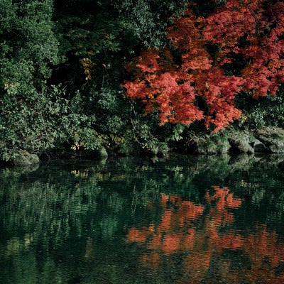 水面に映る紅葉の写真