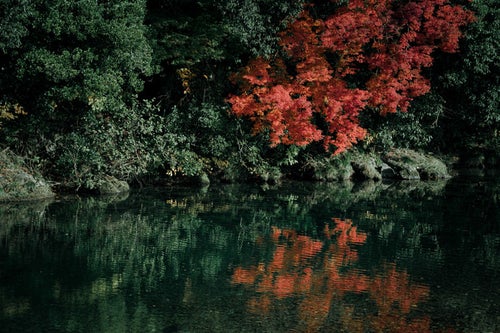 水面に映る紅葉の写真