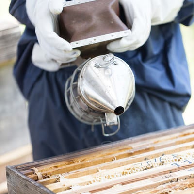 燻煙器を使って蜂をおとなしくさせる（養蜂）の写真