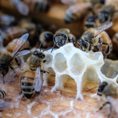 巣を拡張しているミツバチとミツロウの写真