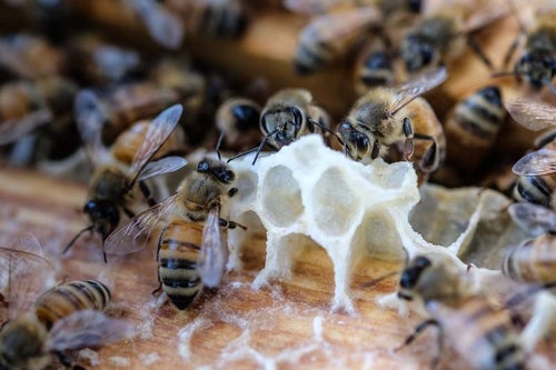 巣を拡張しているミツバチとミツロウの写真