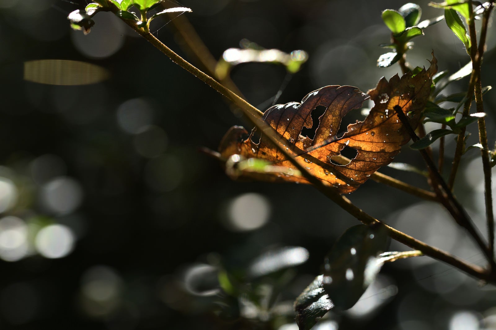 「枝にかかる虫食いの枯れ葉」の写真