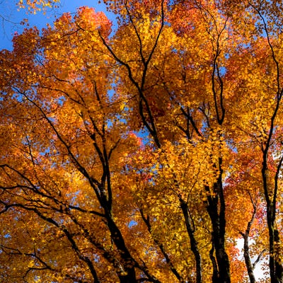 オレンジ色に輝く紅葉の木々（天城山）の写真
