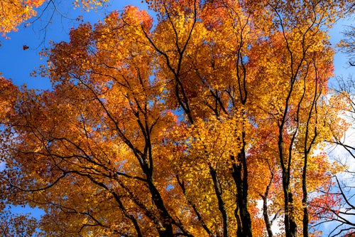 オレンジ色に輝く紅葉の木々（天城山）の写真