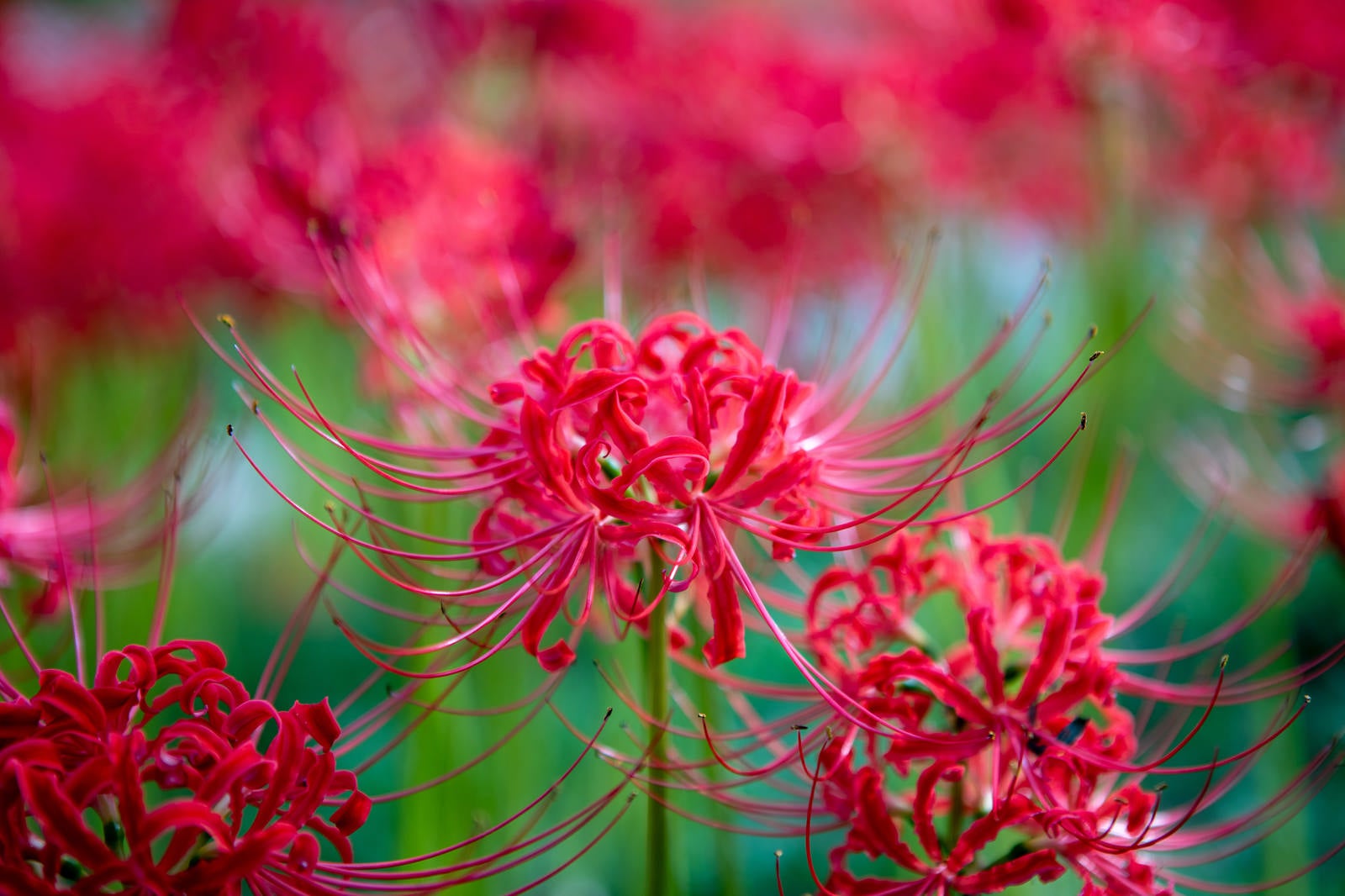 「野に咲く彼岸花（ヒガンバナ）」の写真