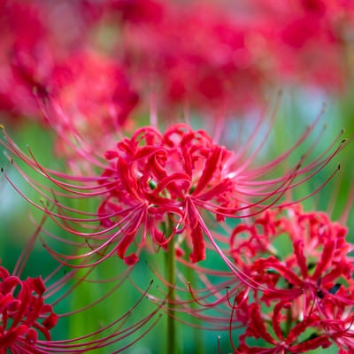野に咲く彼岸花（ヒガンバナ）の写真