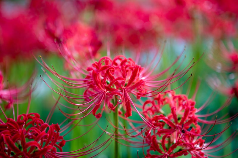 天界の花 曼珠沙華 | LUCKY BEAUTY | 写真 | Kindleストア | Amazon