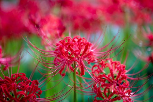 野に咲く彼岸花（ヒガンバナ）の写真