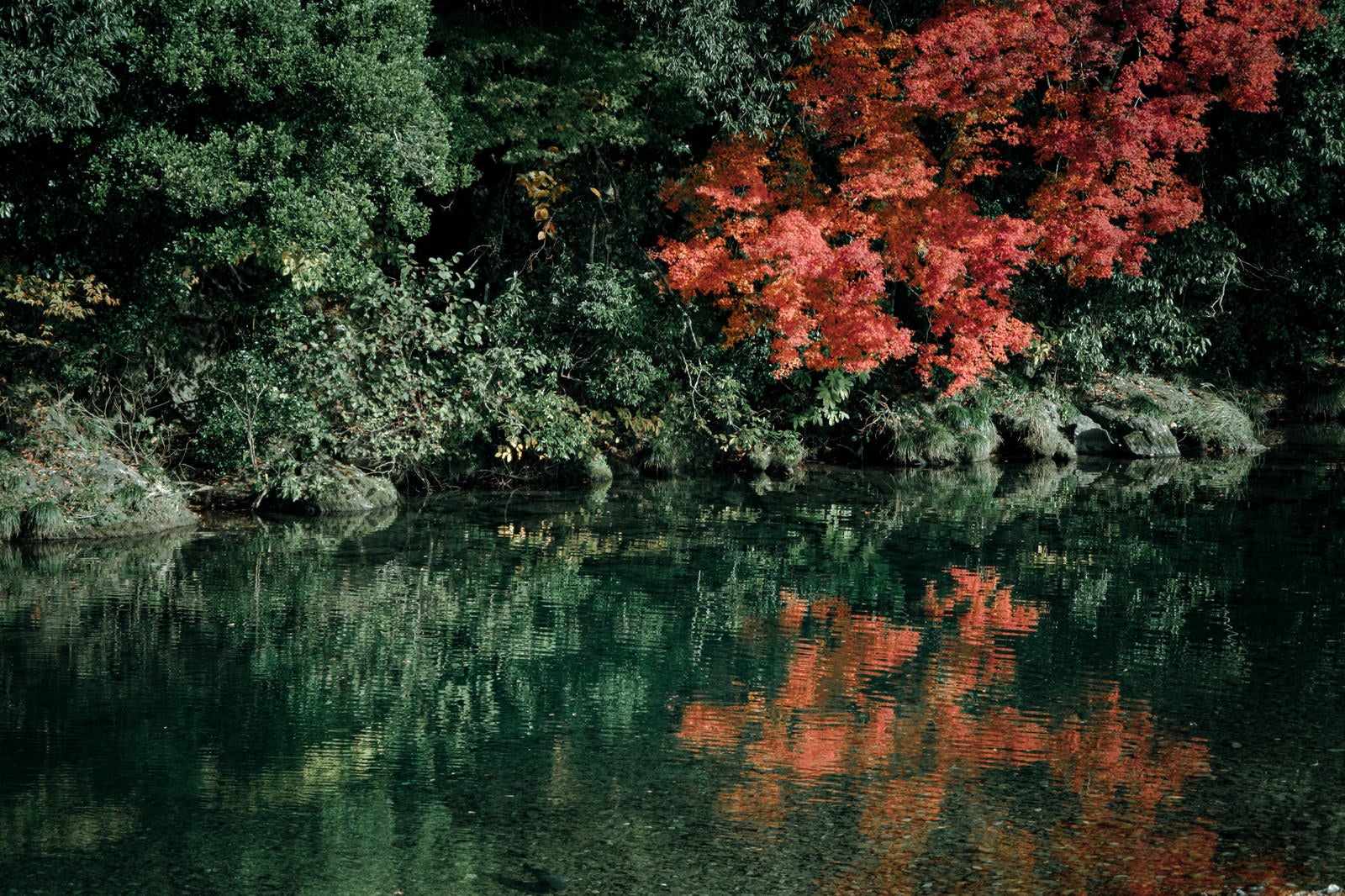 「川端の紅葉」の写真