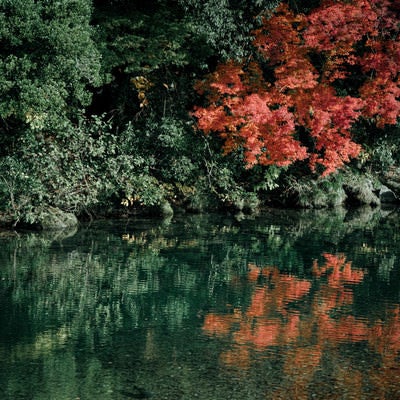 川端の紅葉の写真
