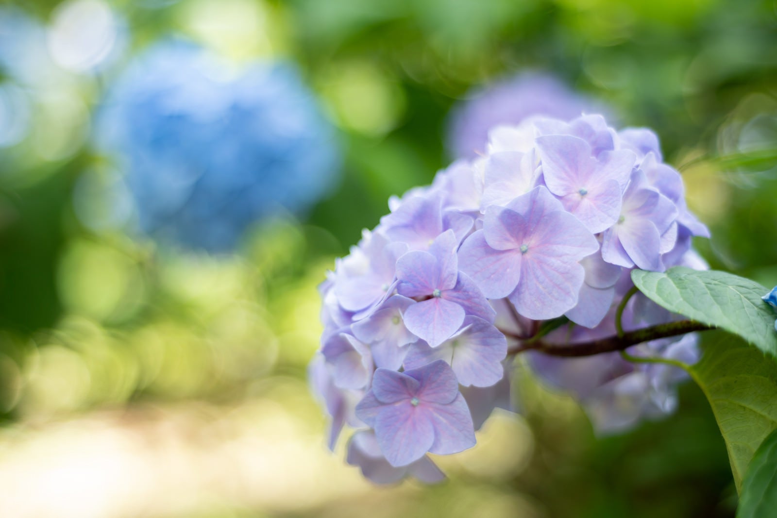 「木漏れ日に包まれる紫陽花（アジサイ公園）」の写真