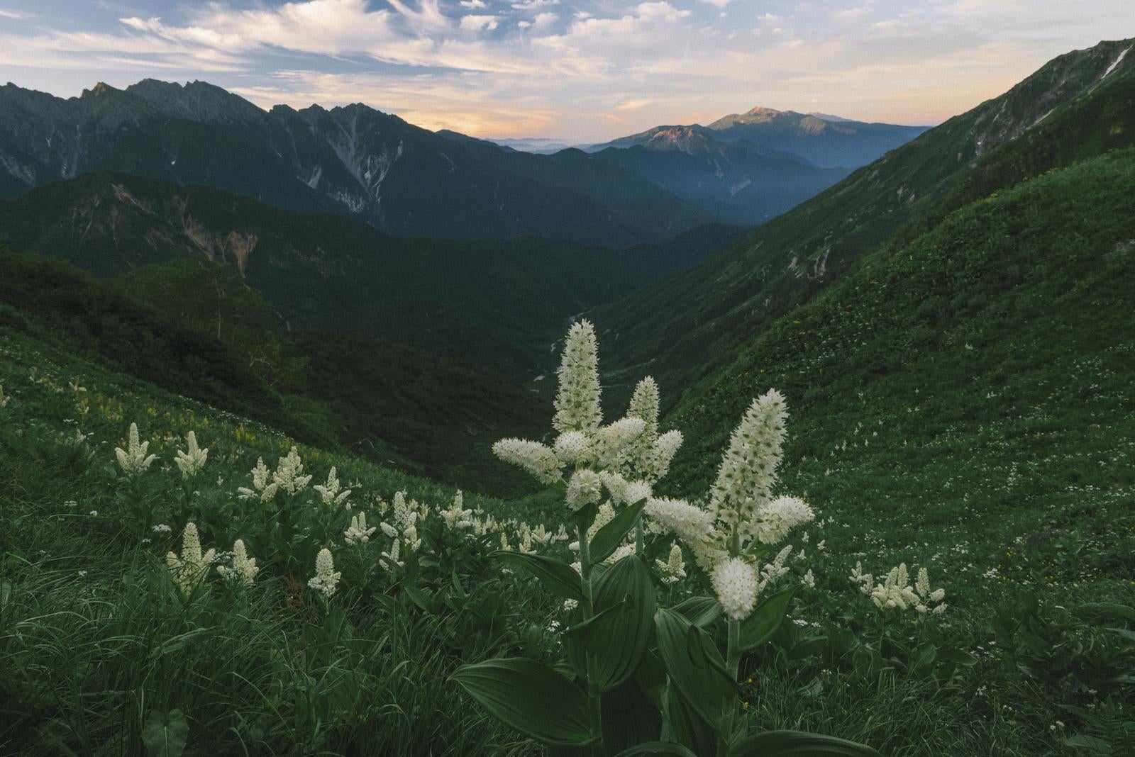 「夜明けの谷に咲くバイケイソウ」の写真