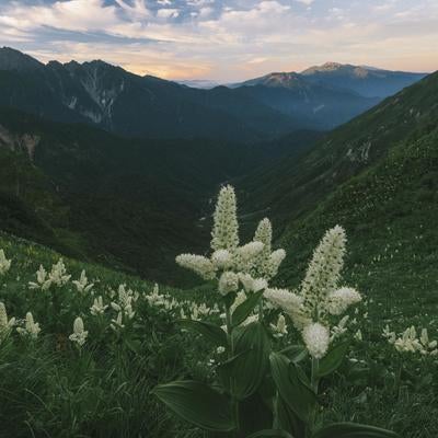 夜明けの谷に咲くバイケイソウの写真