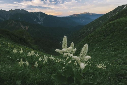夜明けの谷に咲くバイケイソウの写真