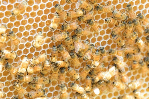 新しい巣に蜜を貯めていくミツバチの群れの写真