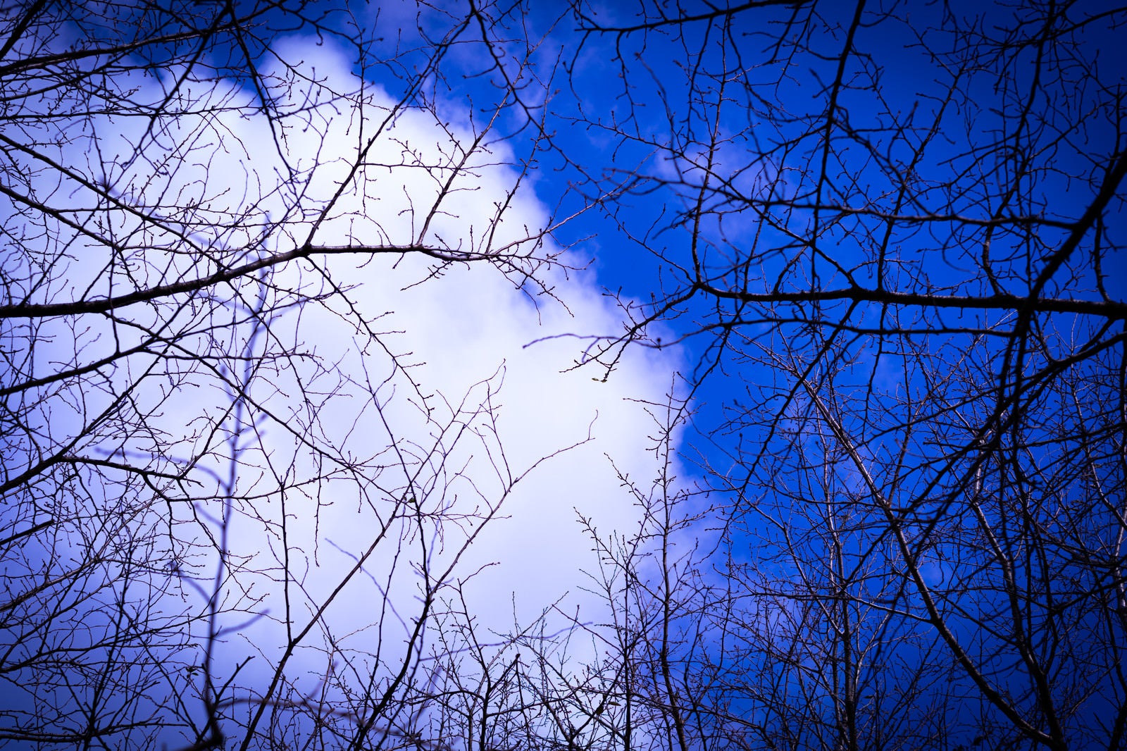 「木々の隙間から見上げる空」の写真