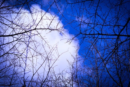 木々の隙間から見上げる空の写真