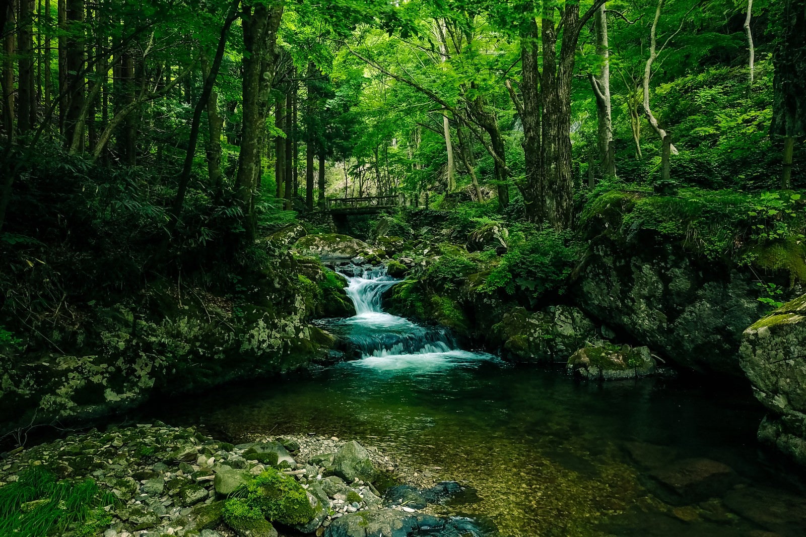 「緑に覆われた白賀渓谷（岡山県鏡野町）」の写真