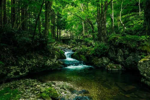 緑に覆われた白賀渓谷（岡山県鏡野町）の写真