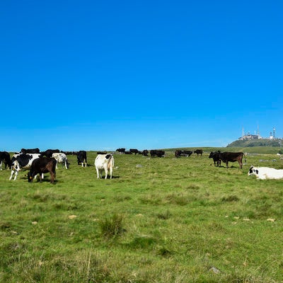 美ヶ原に放牧された牛とホテルの写真