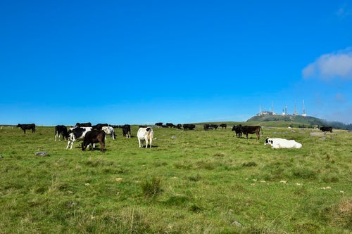 美ヶ原に放牧された牛とホテルの写真