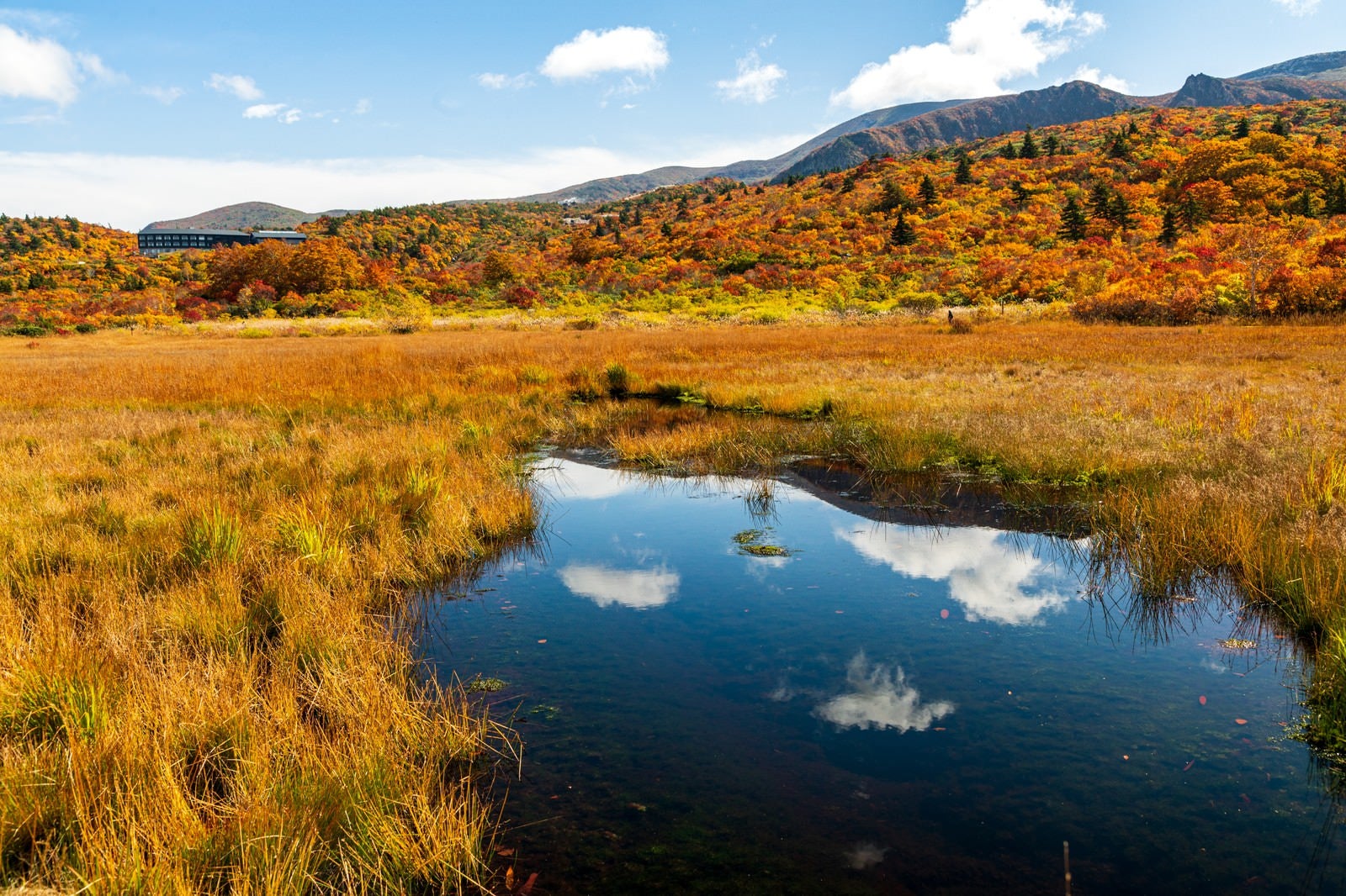 「芝紅葉とイワカガミ湿原」の写真