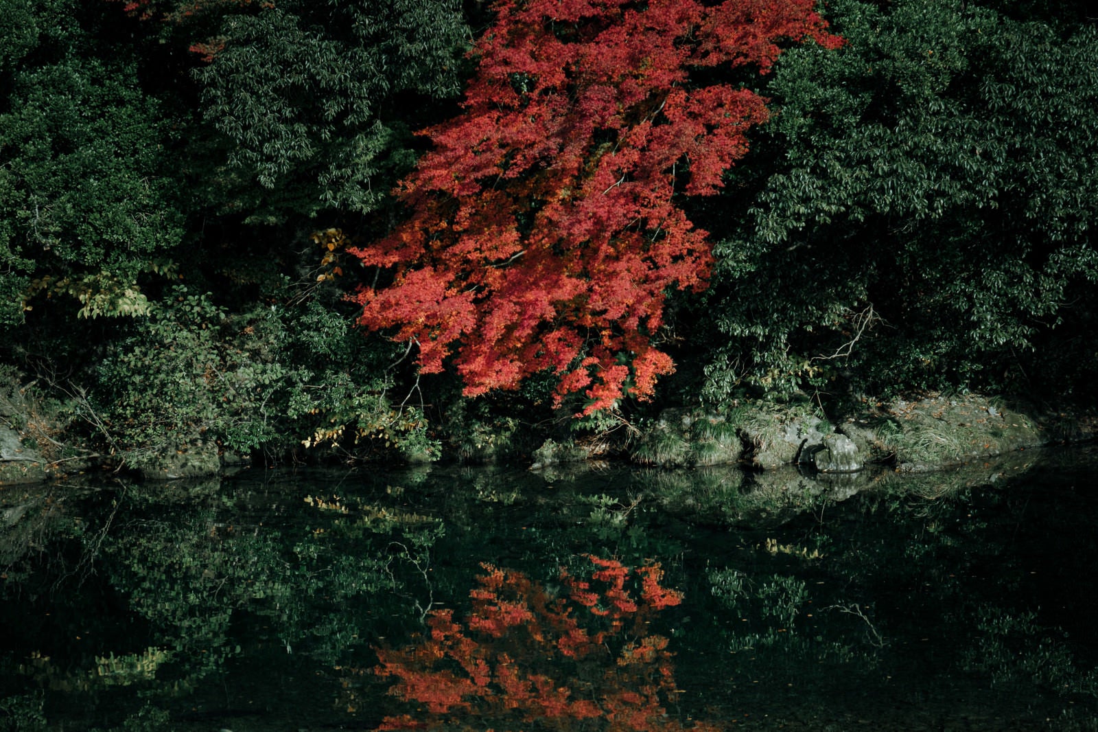 「水鏡に映る川端の紅葉」の写真