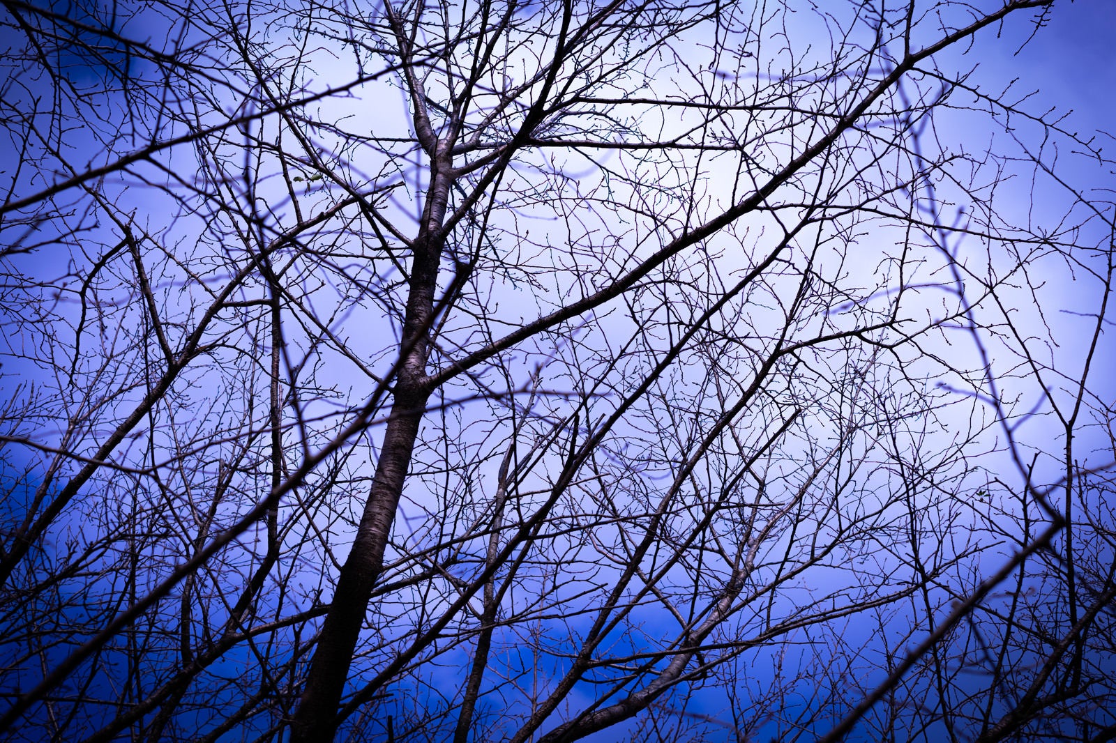 「不気味な空と木々」の写真