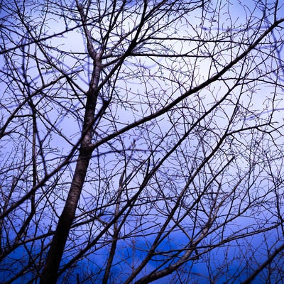 不気味な空と木々の写真