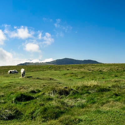 美ヶ原に放牧された馬の写真