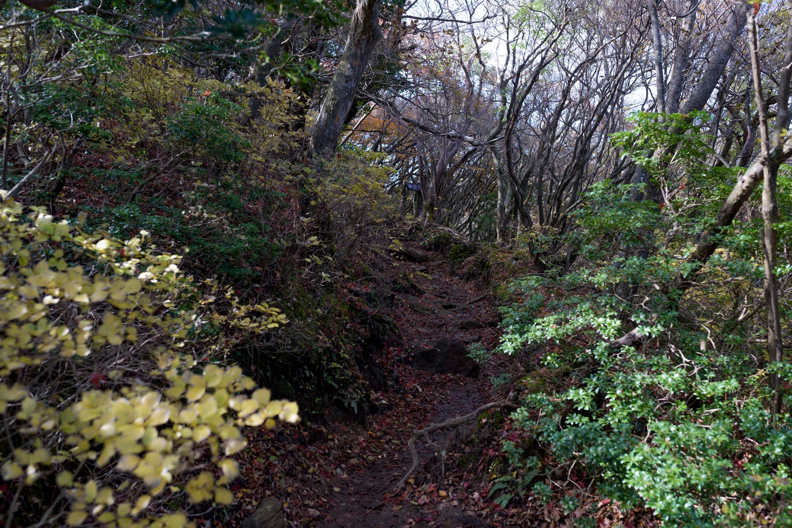 「低木が生い茂る天城山の登山道」の写真