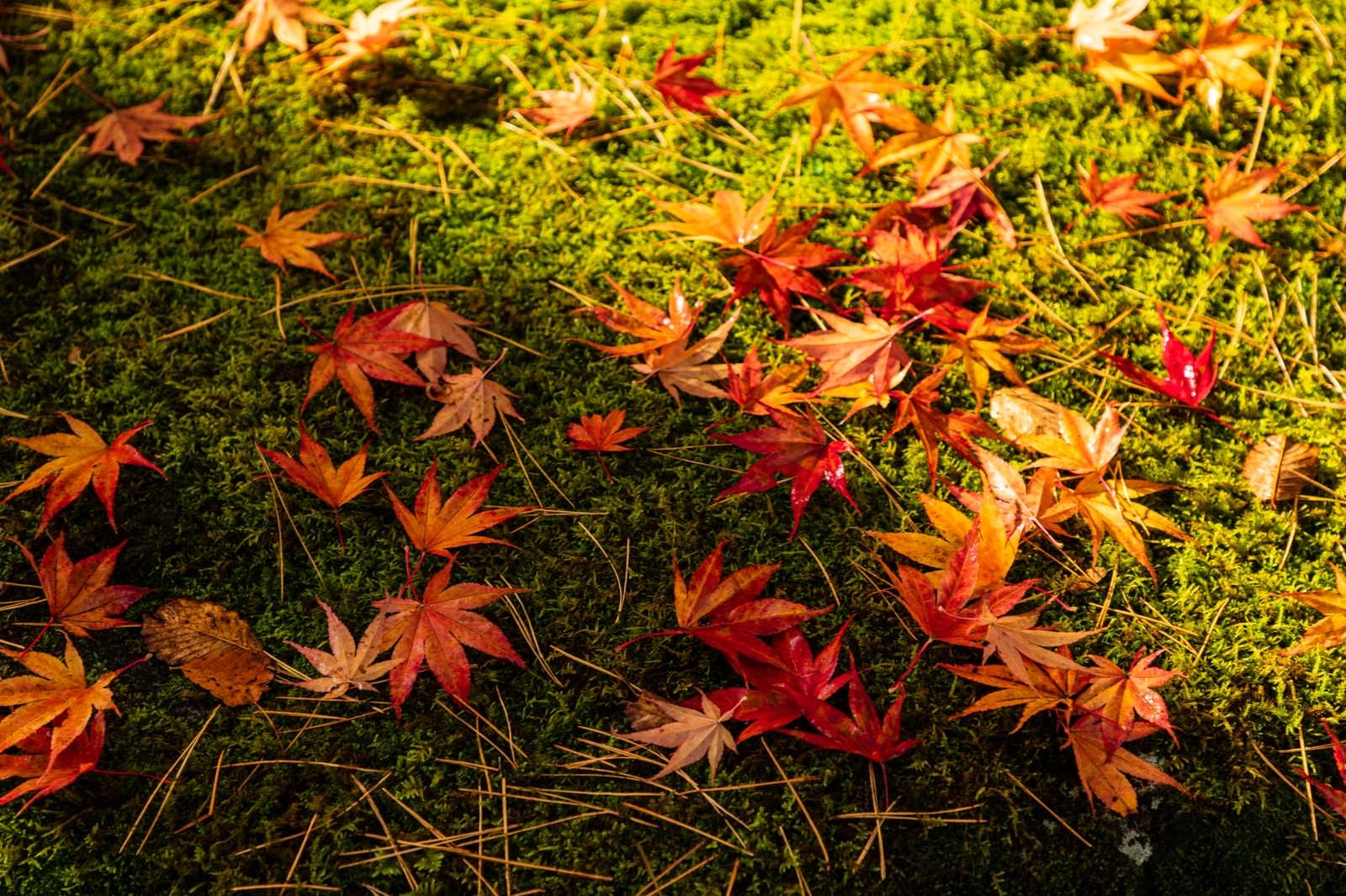 「苔と落ち葉」の写真