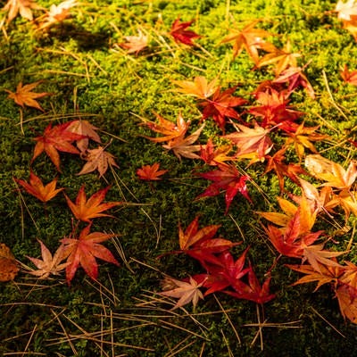 苔と落ち葉の写真