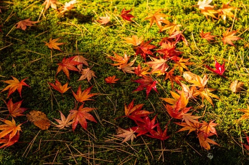 苔と落ち葉の写真