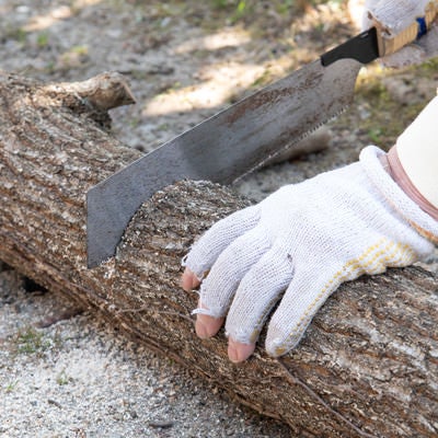 しいたけの原木をのこぎりで切るの写真