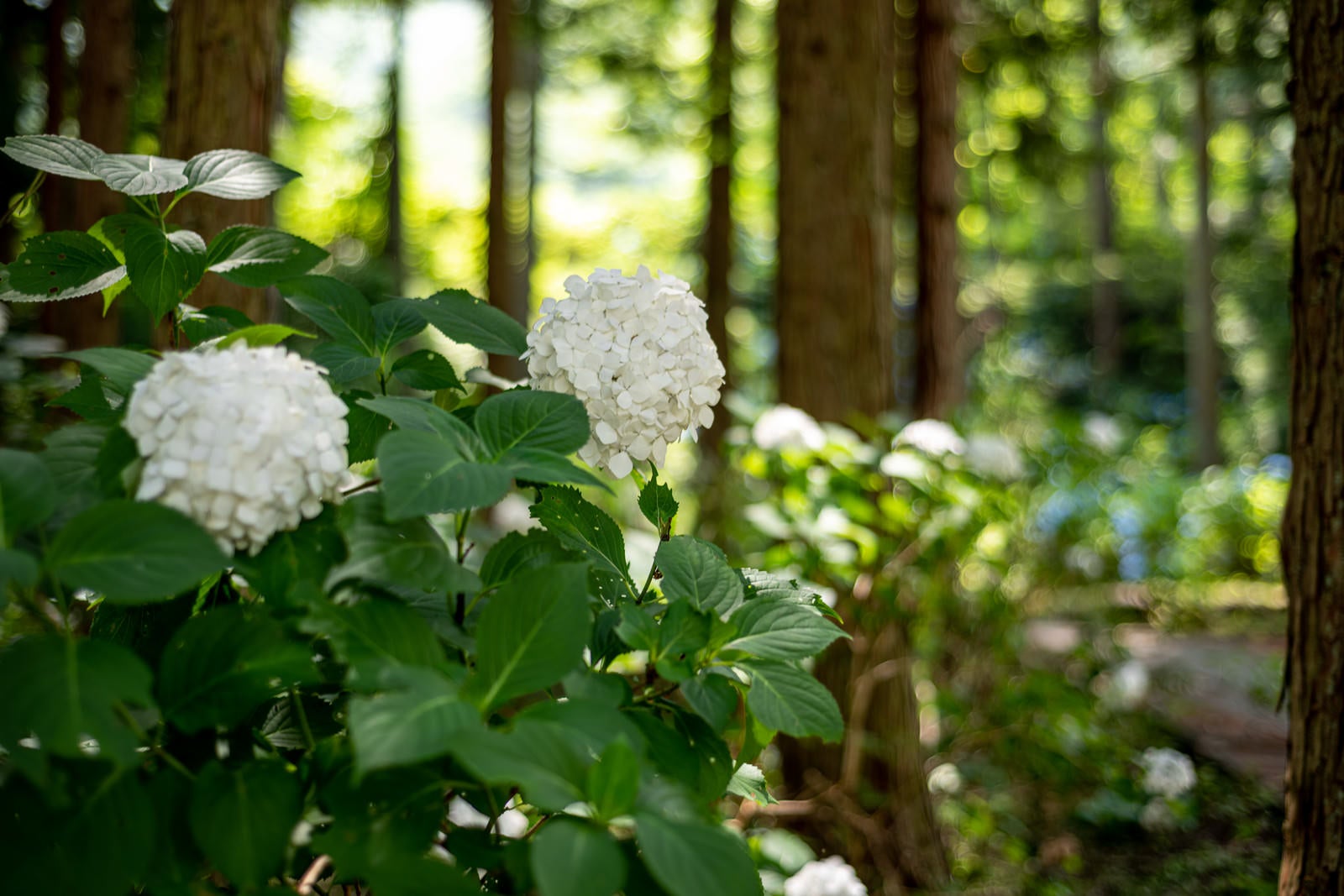 「白い紫陽花（アジサイ公園）」の写真