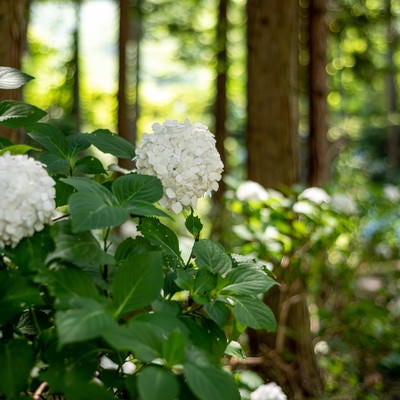 白い紫陽花（アジサイ公園）の写真