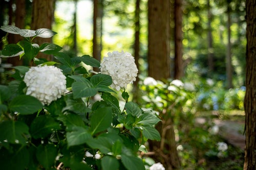 白い紫陽花（アジサイ公園）の写真
