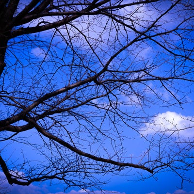 張り巡る枝越しに見る青い空の写真