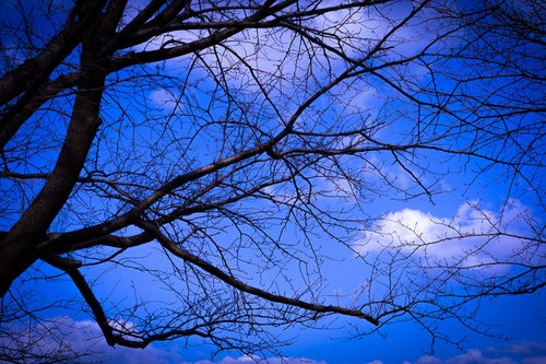 張り巡る枝越しに見る青い空の写真
