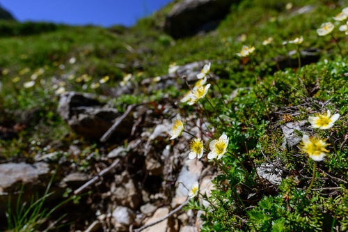 空に向かって咲くチングルマ（高山植物）の写真