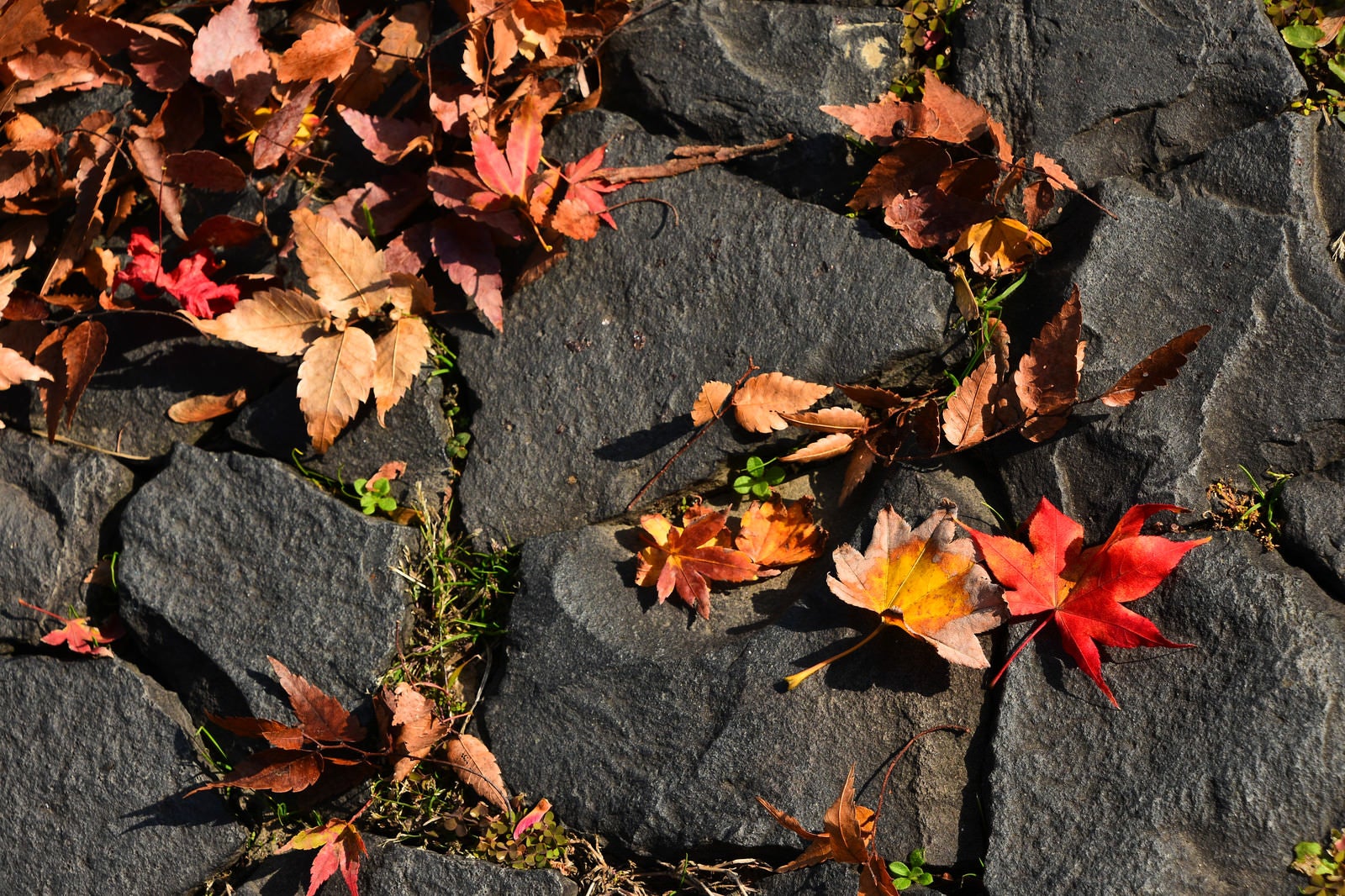 「石畳に落ちる枯葉」の写真