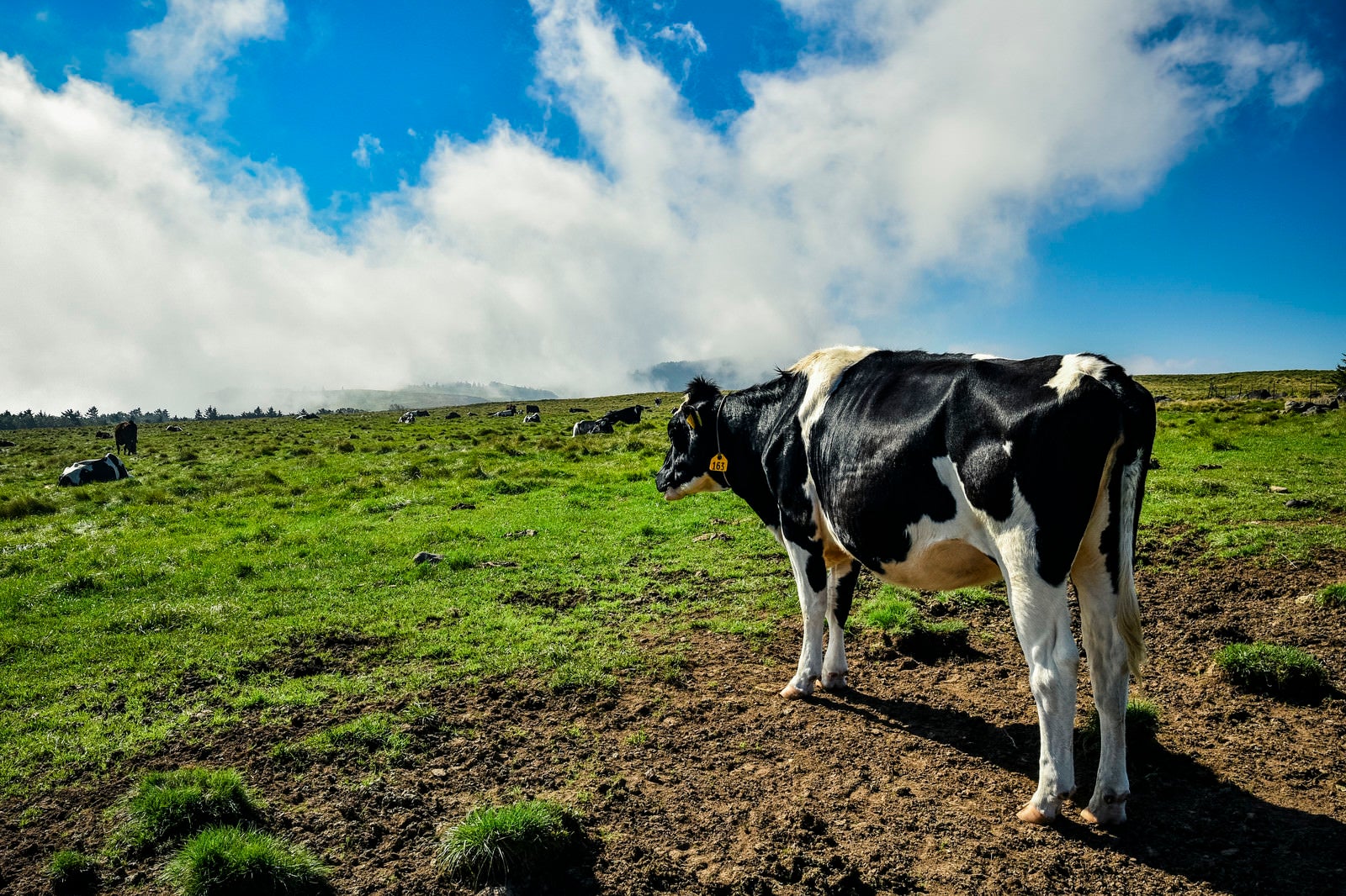 「美ヶ原の広い空と牛」の写真