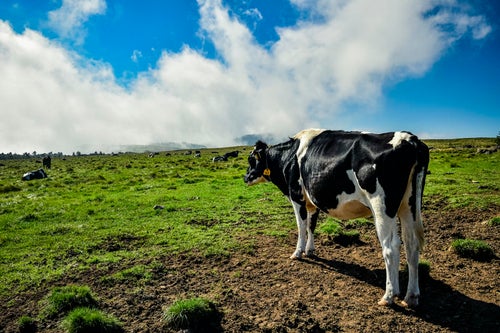 美ヶ原の広い空と牛の写真