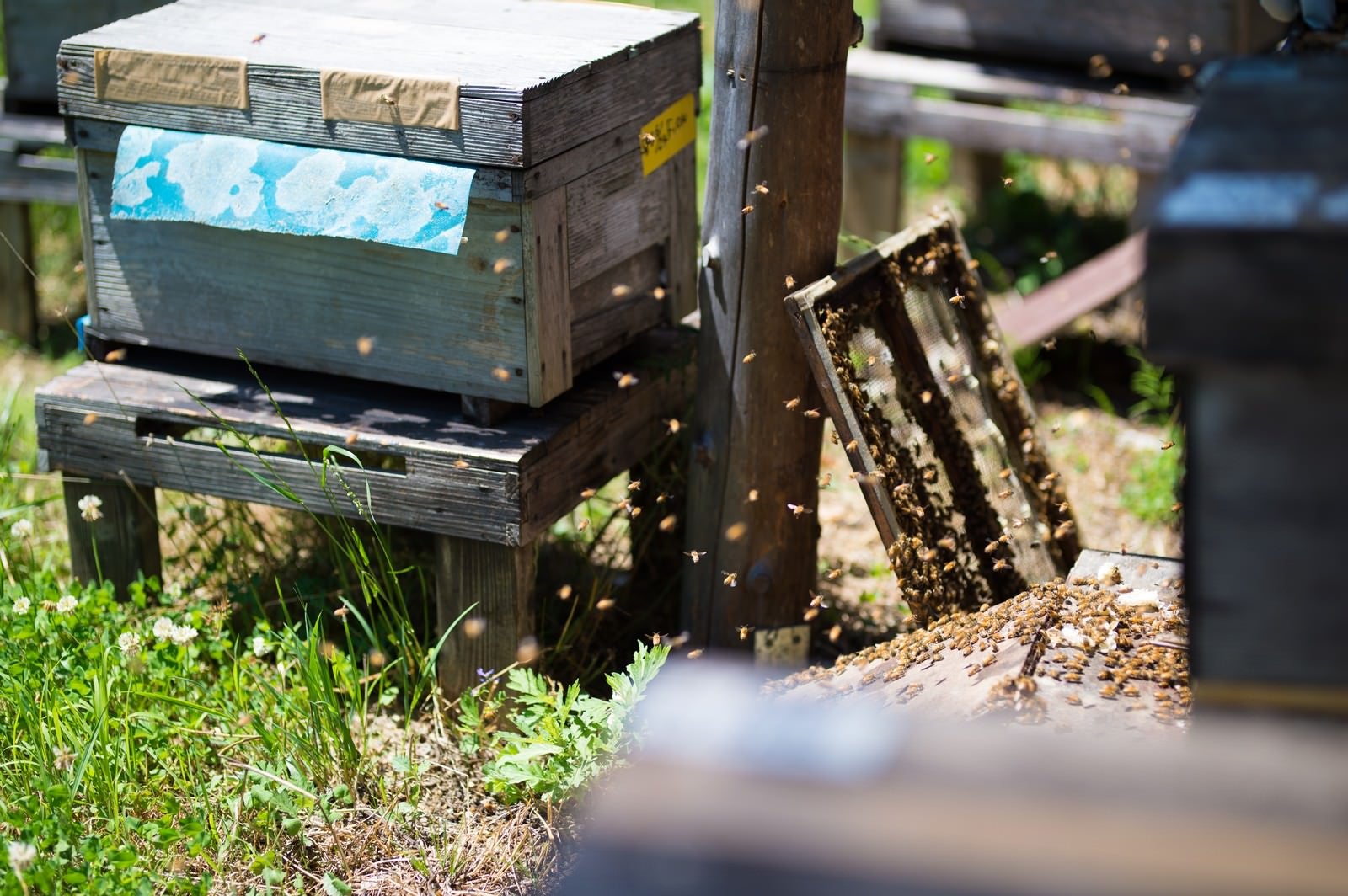 「ミツバチの巣箱の蓋を開けて飛び立つ働き蜂」の写真