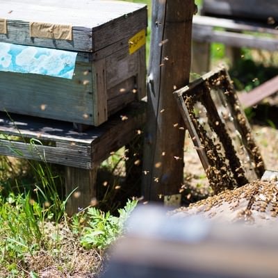 ミツバチの巣箱の蓋を開けて飛び立つ働き蜂の写真