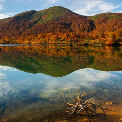 紅葉の山と須川湖の写真