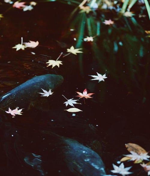 水面に浮かぶ落ち葉（紅葉）の写真